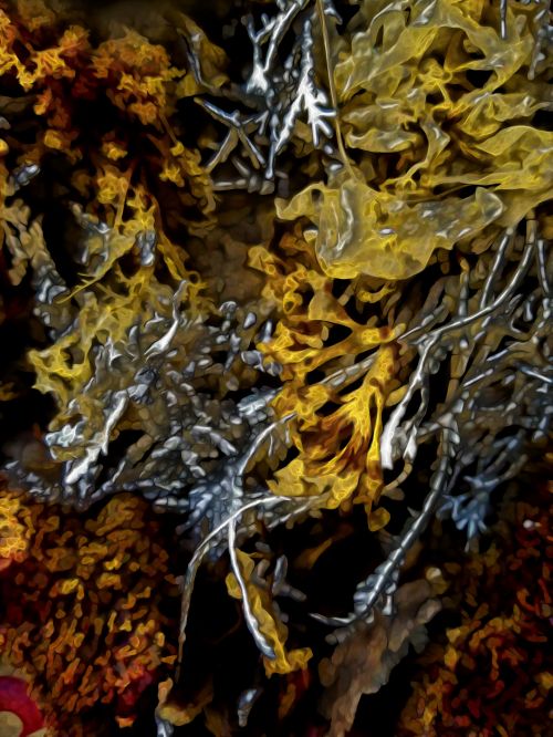 Abstract Art Seaweed