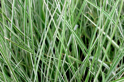 Abstract Background Grasses