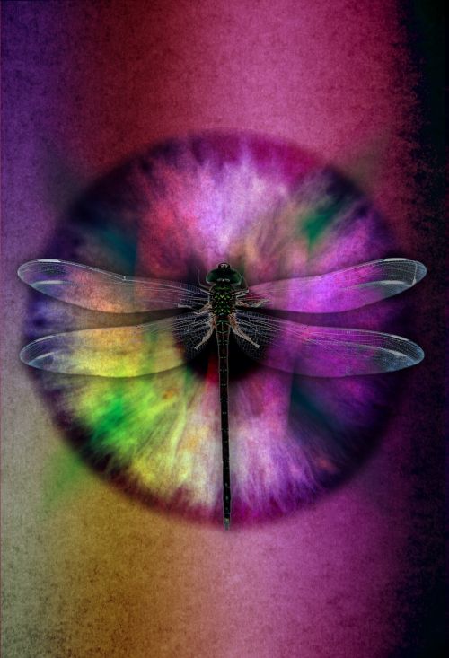 abstract eye dragonfly bug