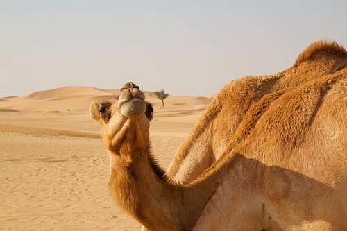 abu dhabi  emirates  desert