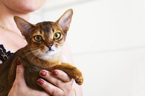 abyssinian cat cat pageant beauty contest