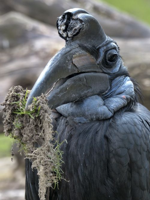 abyssinian ground hornbill bird bucorvus abyssinicus