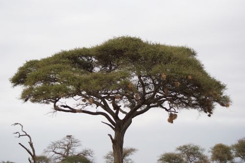 acacia tree africa