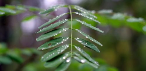 acacia foliage rain