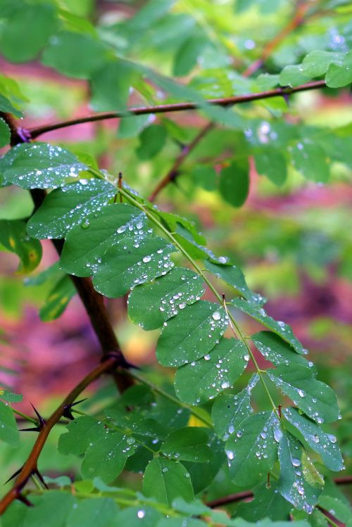 acacia foliage rain