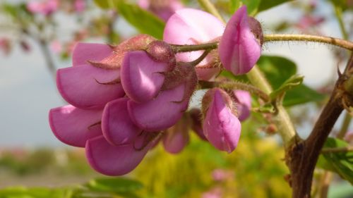 acacia pink flowers