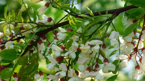 acacia tree white