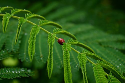 acacia leaves green