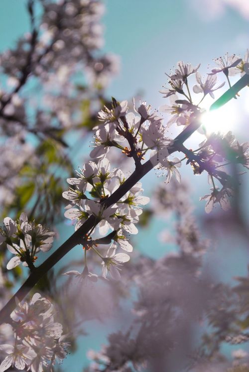 acacia flower spring