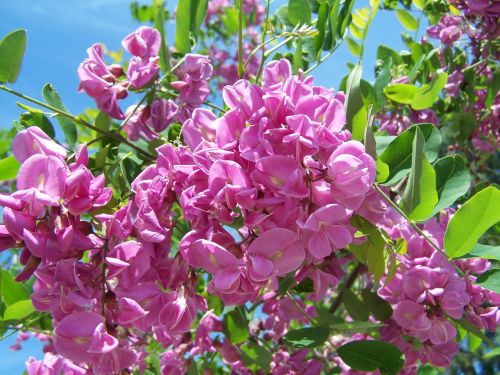 acacia lilac-pink spring