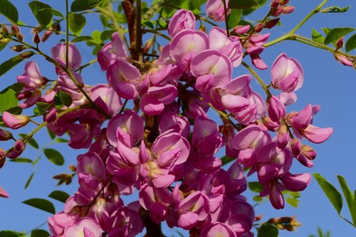 acacia  okrasný  tree