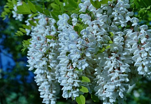 acacia  flowers  spring