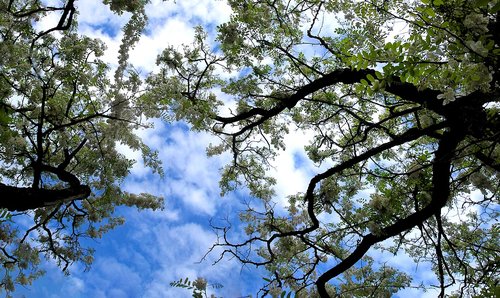 acacia  spring  the sky