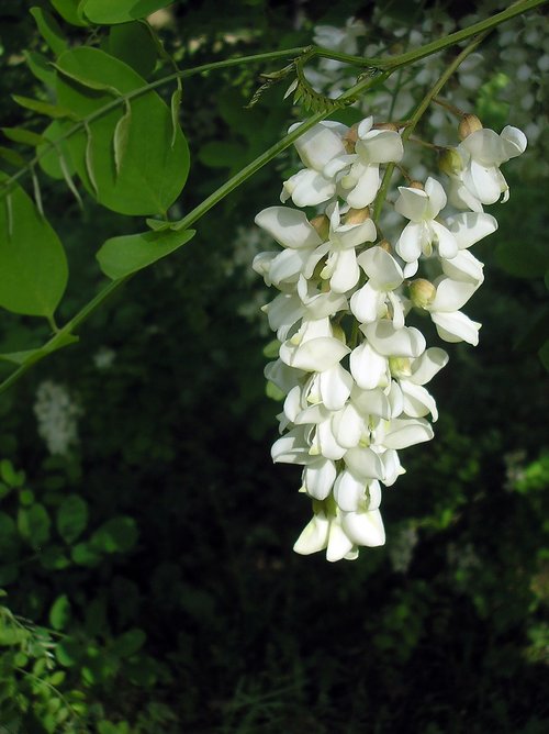 acacia  white flower  nature