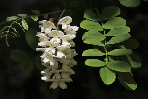 acacia  white  flowering