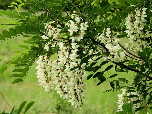 acacia  flowering  spring