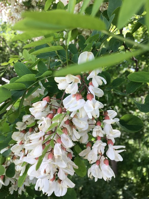 acacia  summer  tree