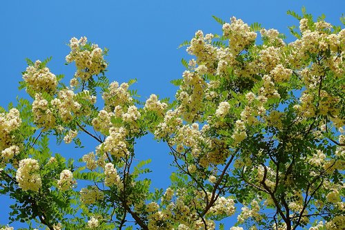 acacia  blooming tree  nature