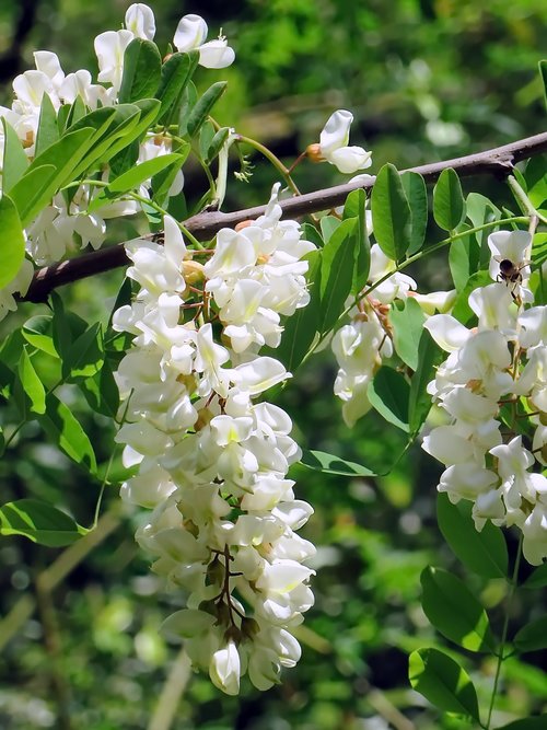 acacia  flower  white flower