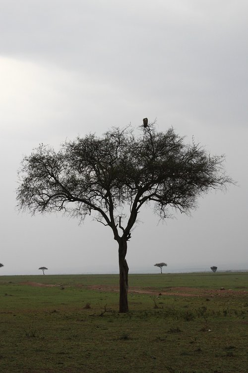 acacia  kenya  tree