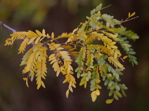acacia  leaves  yellow
