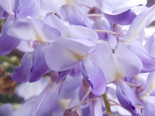 acacia  wisteria  spring