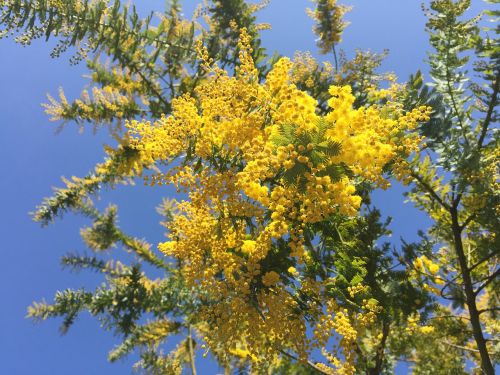 acacia mimosa acacia spring flowers