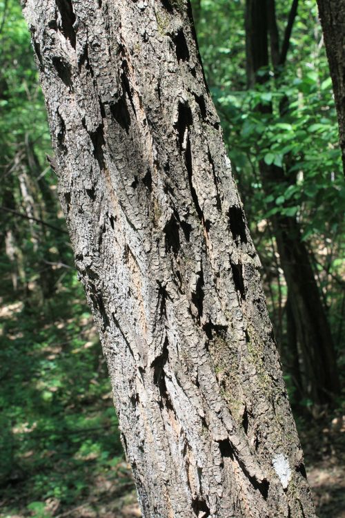 acacia bark black