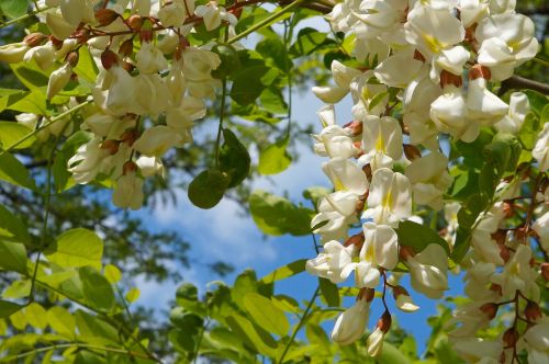 acacia blooms at inflorescence