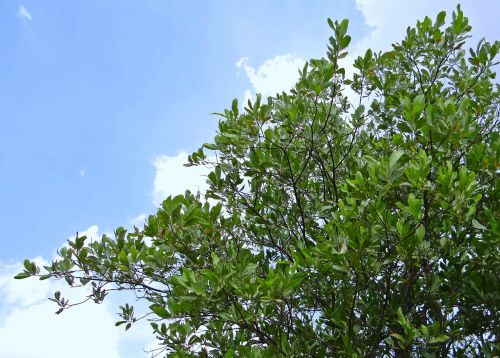 acacia mangium flora chitradurga