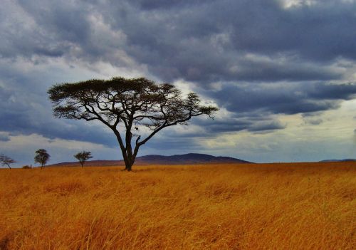 acacia tree tanzania safari