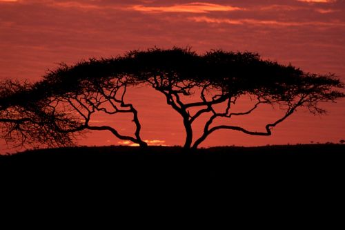 acacia tree tree dusk