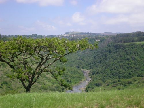 Acacia Tree Over Valley