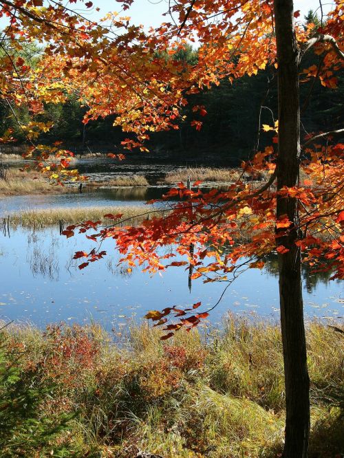 acadia national park maine stream