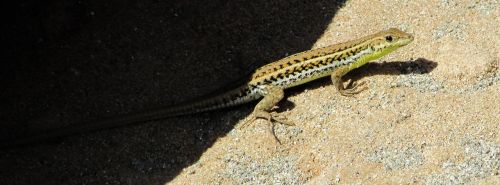 acanthodactylus schreiberi lizard reptile