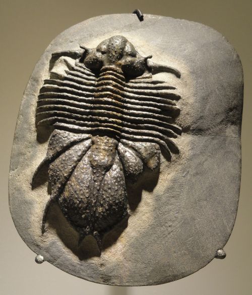acanthopyge cf haueri fossile animal