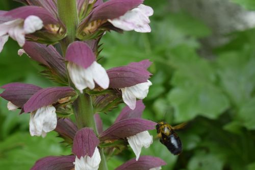 acanthus flower plant