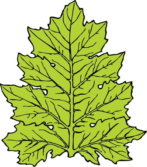 acanthus leaf nature