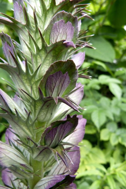 acanthus blossom bloom
