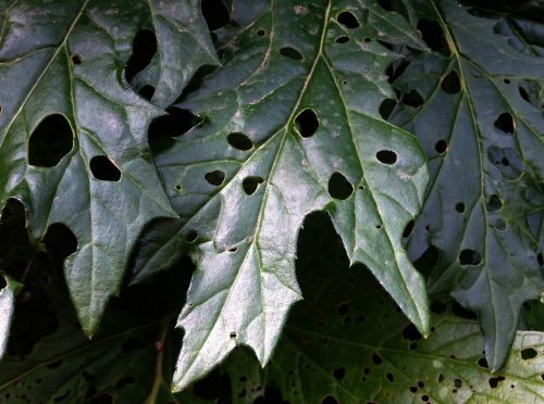 acanthus leaf perforated sheet green leaf