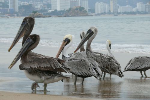 acapulco ocean mexico