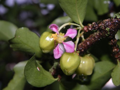 acelora fruit flowers