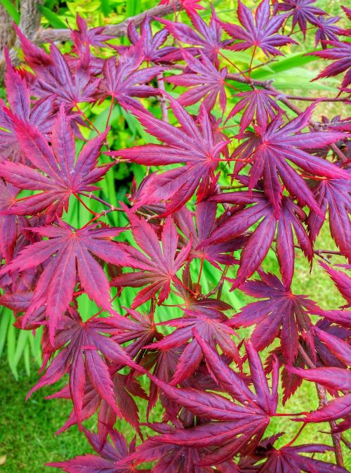 acer tree leaves