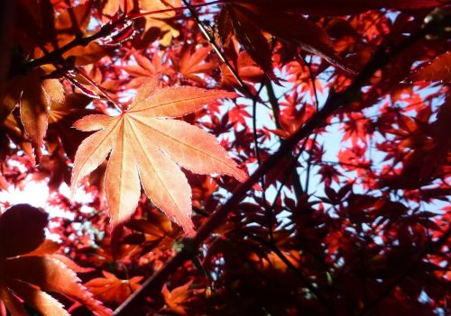 acer maple japanese