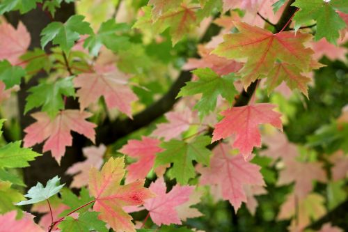 acer leaves colour