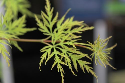 acer autumn trees green leaves