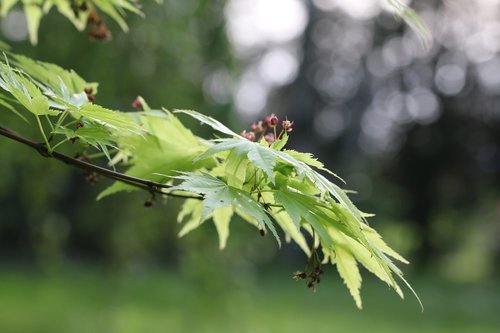 acer  foliage  shrub