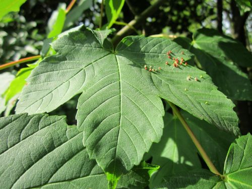 acer maple leaf