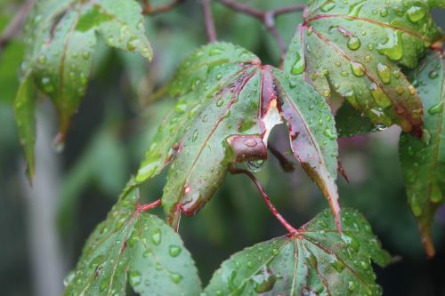 acer tree leaves