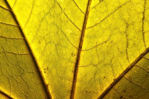 acer close-up leaf